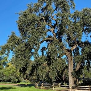 Oak Tree Museum Lawn as SRJC